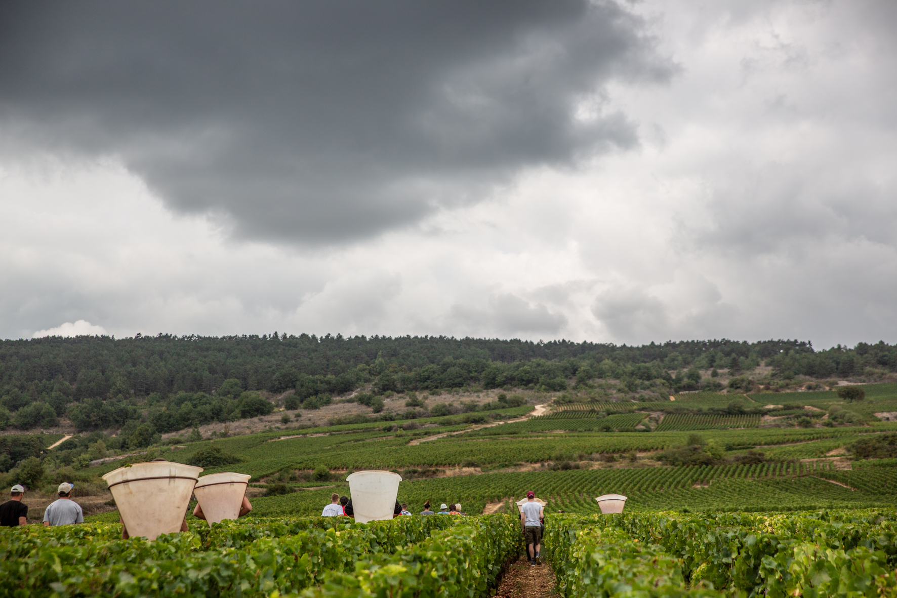 Récolte vendange - Domaine Jeannot