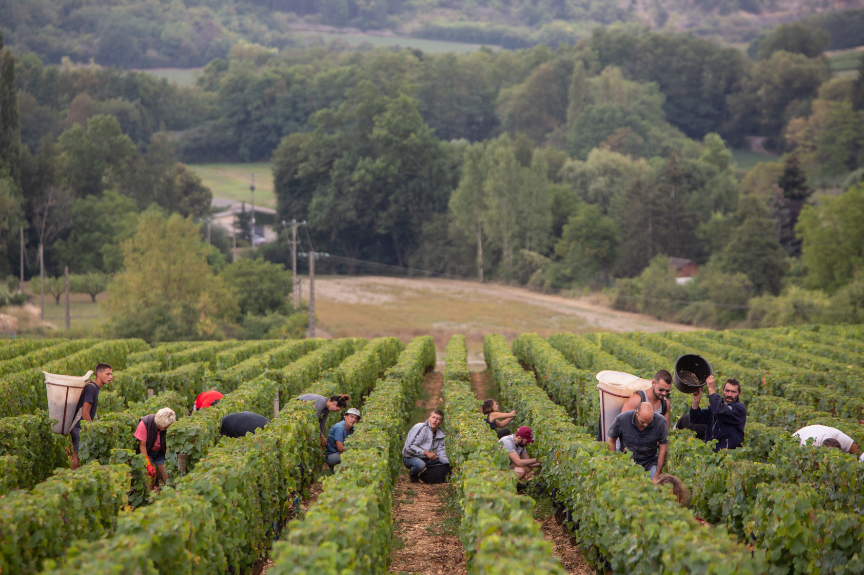 Récolte de vigne - Domaine Jeannot