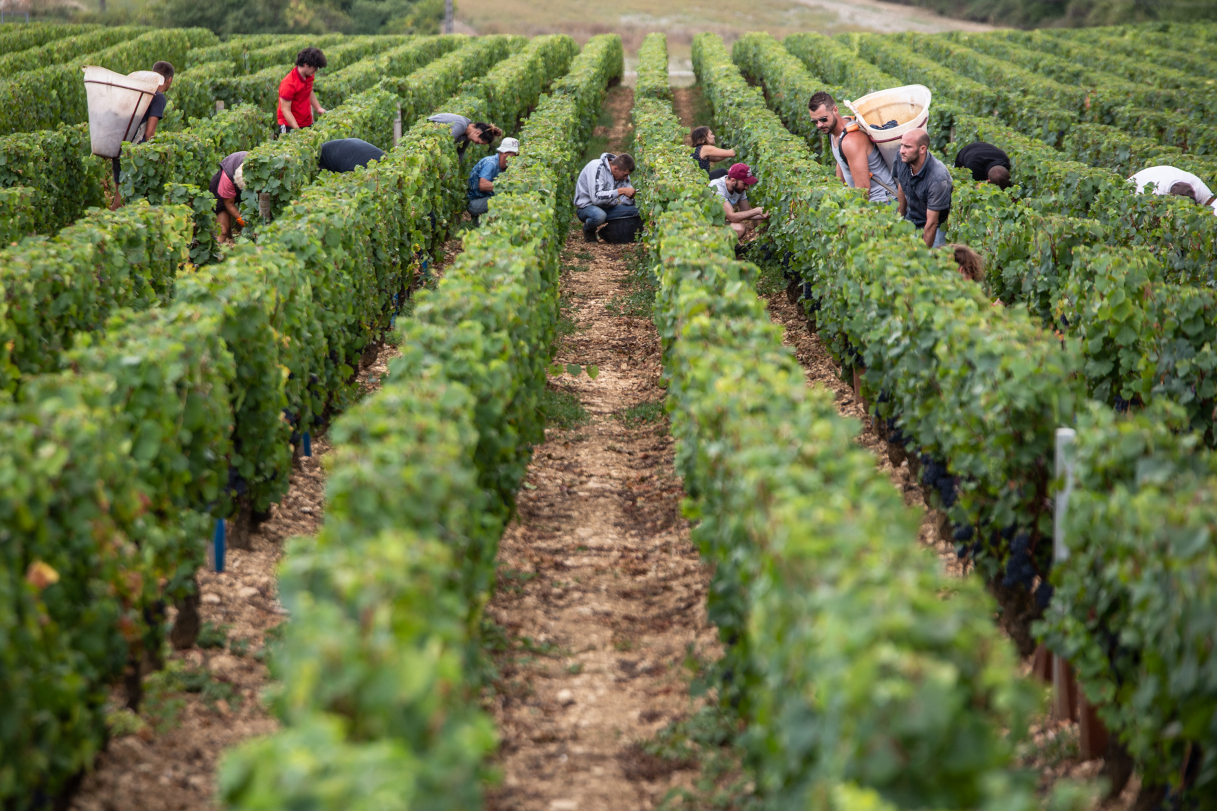 Vendanges 2018 - Grand vin d'exception Domaine Jeannot