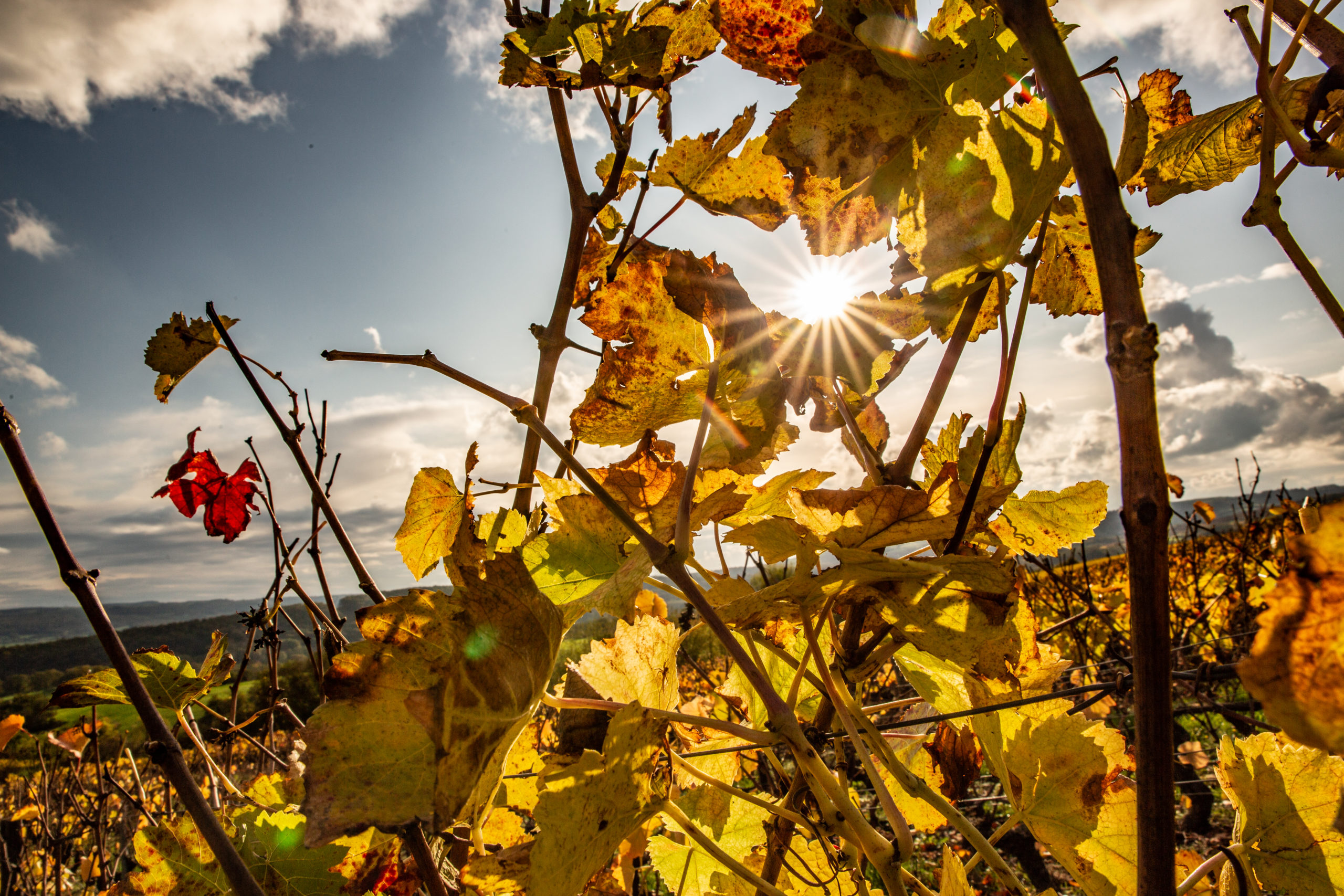 Vendanges 2018 vue soleil - Grand vin d'exception Domaine Jeannot