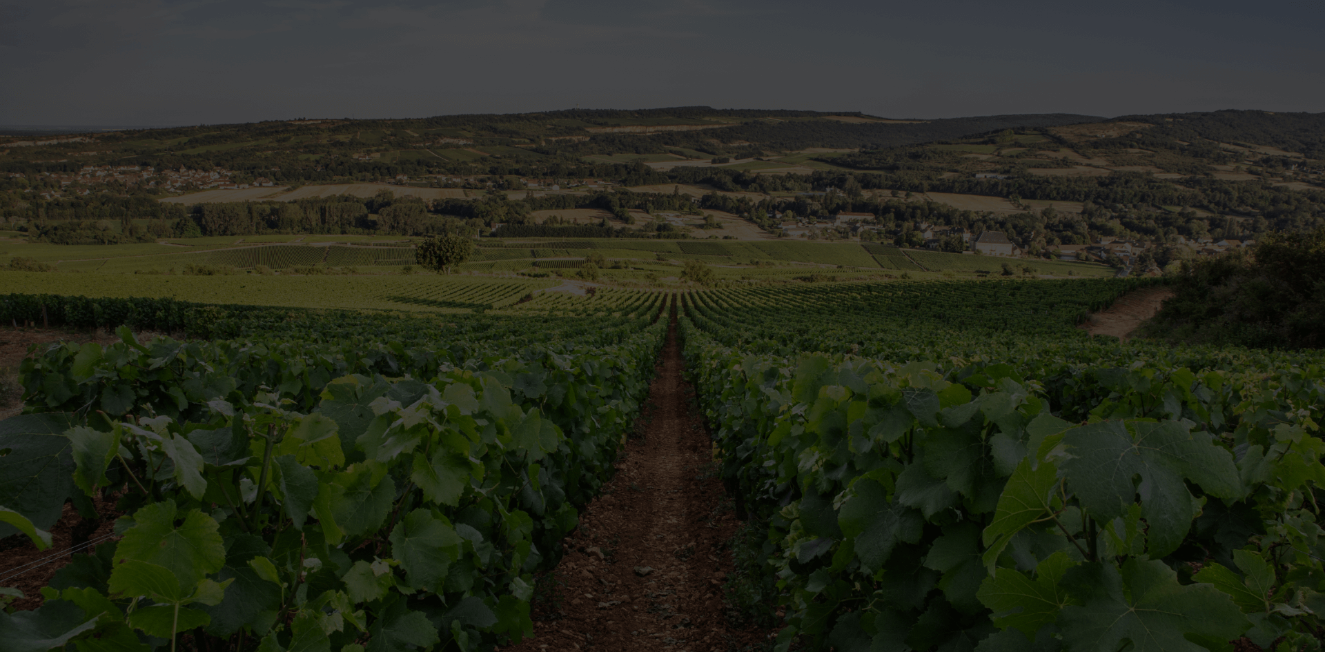 domaine - Grand vin d'exception Domaine Jeannot
